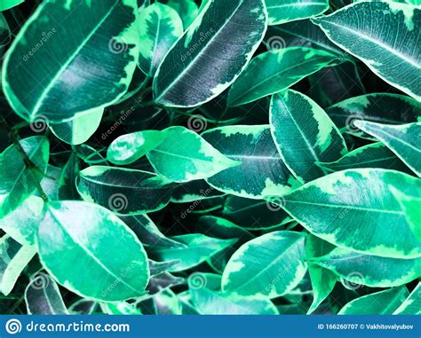 Closeup Photo of Ficus Benjamina `Kinky` Leaf. Stock Image - Image of ecology, grow: 166260707