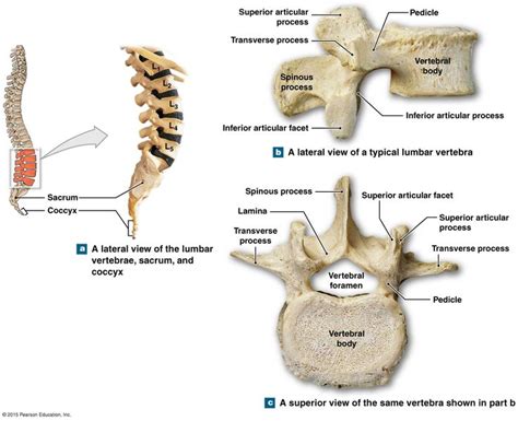 the lumbar vertebrae | Anatomy bones, Skeletal system anatomy, Brain anatomy