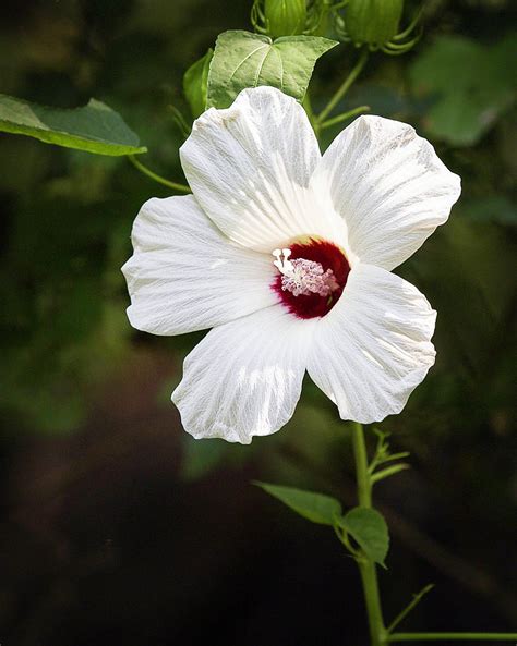 Southern Flower Photograph by Bob Helmig - Fine Art America