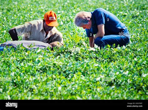 Jimmy carter's peanut farm hi-res stock photography and images - Alamy