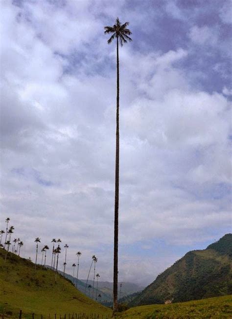 The Tallest Palm Tree in the World | Express Photos