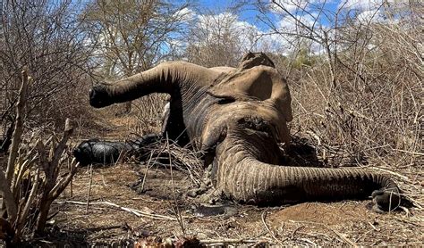 Hundreds of wildlife die as Kenya weathers drought - WakenyaCanada