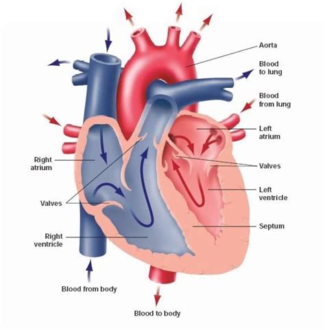 Heart Diagram For Kids Labeled