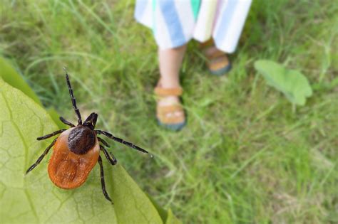 Here's how to prevent tick bites, according to the expert