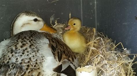 Miniature Silver Appleyard Ducklings - Just one pair of little boys left! | in Greenhithe, Kent ...