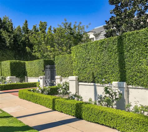 How to Build Resort Style Hedges