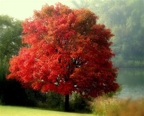 Autumn Maple Tree Photograph by Rosanne Jordan