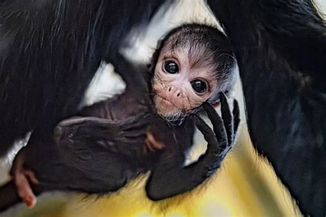 Rare baby spider monkey vulnerable to extinction in the wild wows ...