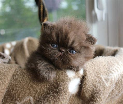 ALFENLOCH CHOC'LAT SHAKE Solid chocolate male Persian kitten #persiancatchocolate #cats ...