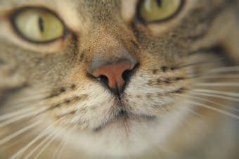 How Do I Know If My Cat Has A Nasal Tumor? | Long Island Vets