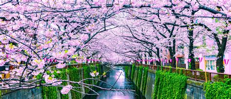 Visiting Japan to view the Sakura in 2020 - Japan Rail Pass