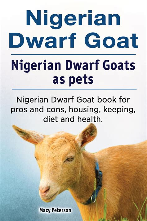 Nigerian Dwarf Goat. Nigerian Dwarf Goats as pets. Nigerian Dwarf Goat ...