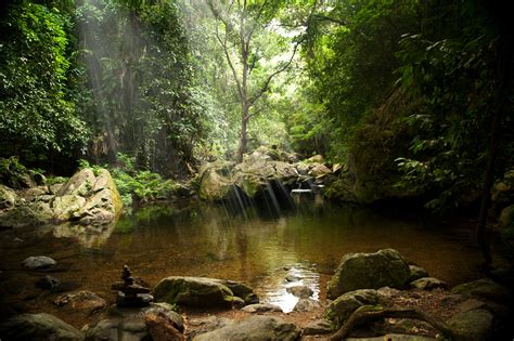 Daintree Rainforest