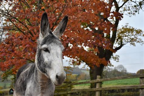 ‘Spooktacular’ half-term tricks and treats at The Donkey Sanctuary ...