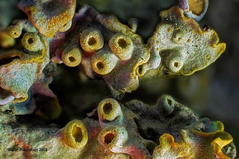 Lichen Photmicrography by Ultra Violet Light - Walter Machielsen - The Canadian Nature Photographer