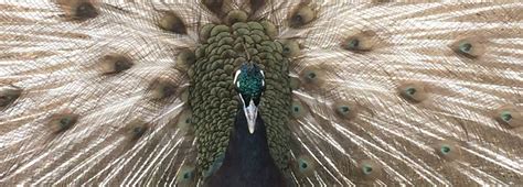 Rare Peafowl Breeds - Peacocks UK