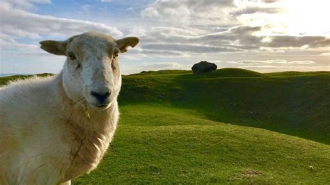 Wales' sheep numbers rise above the 10 million mark - BBC News