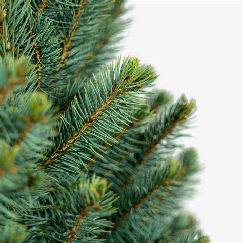 Buy Baby Blue Spruce Tree Online | Baby Blue Spruce Trees Delivered