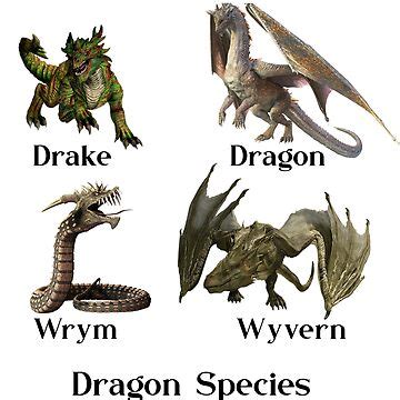 "Dragon Species Types Wrym Wyvern Drake" Poster for Sale by ...