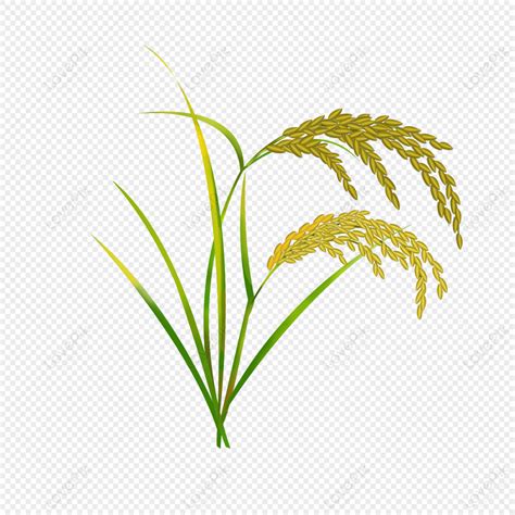 Rice Ear, Rice Icons, Ears, Harvest PNG Transparent Image And Clipart ...