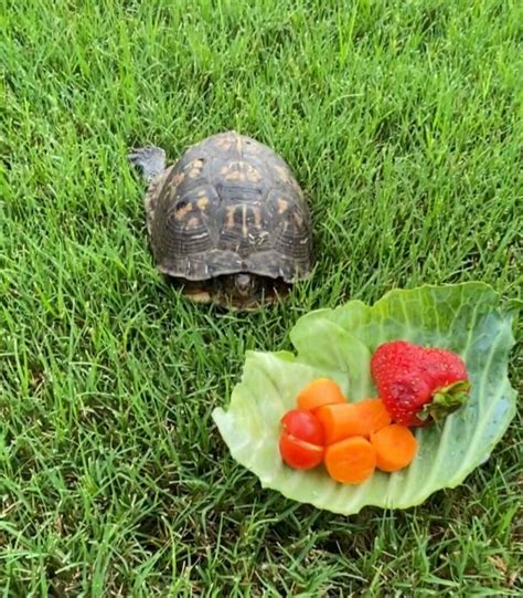 What Do Box Turtles Eat? (Pets vs Wild Box Turtles) - Reptile Advisor