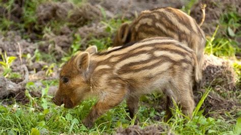 Anak Babi Hutan yang Disangka Babi Ngepet Hebohkan Bulukumba | kumparan.com