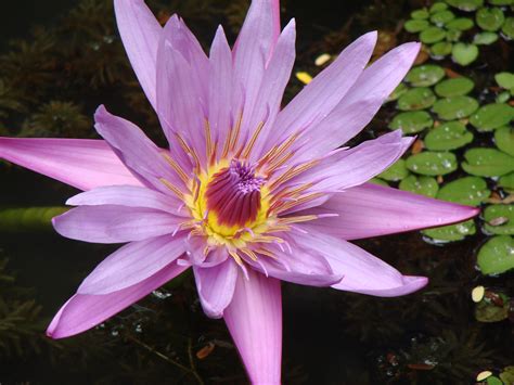 File:Lotus Flower at GSS.jpg - Wikimedia Commons
