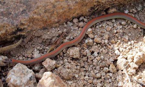 Groundsnake in the Sonoran Desert