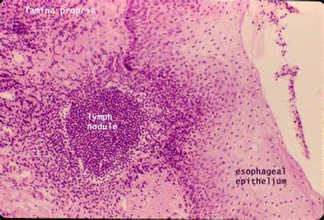 Histology at SIU