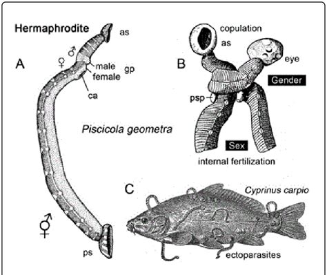 Morphology, sexual reproduction, and life style of the common fish ...