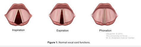 otolaryngology-Normal-vocal