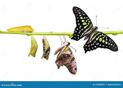 Tailed Jay Graphium Agamemnon Butterfly Life Cycle Stock Image - Image of insect, close: 135080021