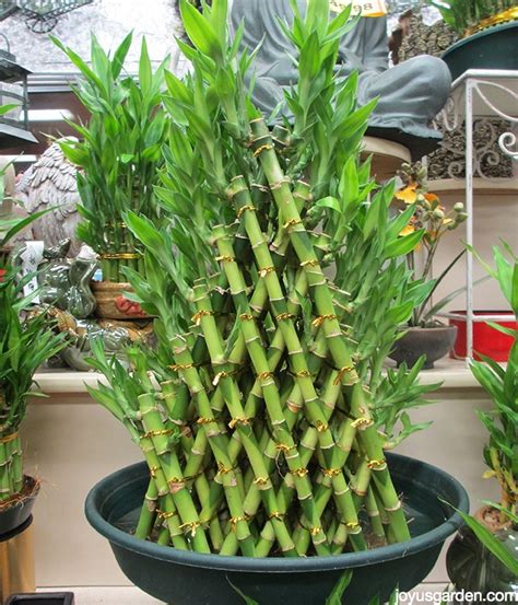 A Houseplant That Grows In Water: Lucky Bamboo Care Tips