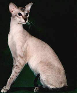 Ultimate Cat: Cat Breed Facts: Colorpoint Shorthair