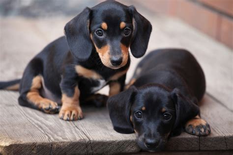 15 Of The Most Common Dachshund Traits - I Love Dachshunds