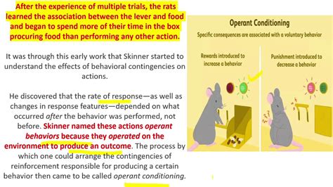 Skinner's Operant Conditioning| Skinner's Rat Experiment |Reinforcement ...