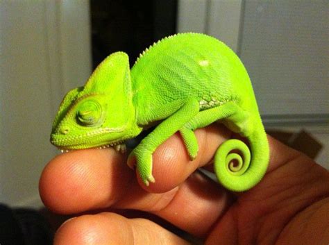 Peaceful Slumber: Baby Chameleon Sleeping