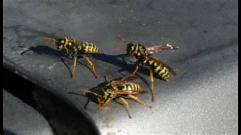 Paper Wasps - Slow Motion Wing Beats - YouTube