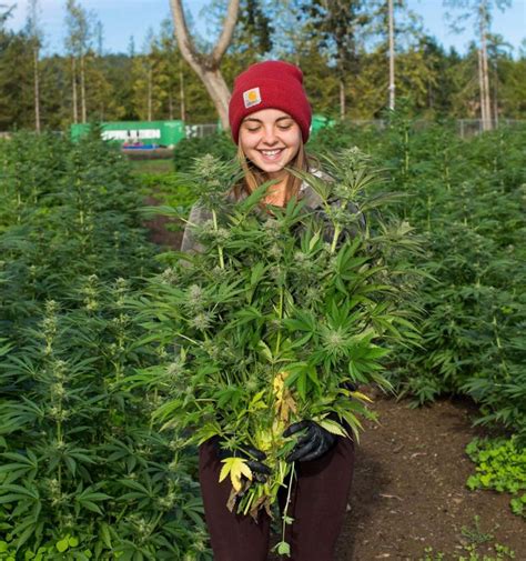 B.C. LPs growing in the great outdoors | the oz.