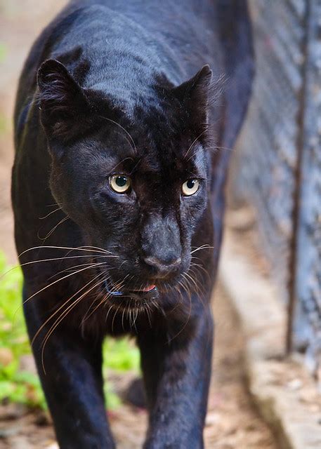 Melanistic Leopard | Flickr - Photo Sharing!