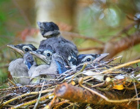 Blue Jay Babies Photograph by Peg Runyan