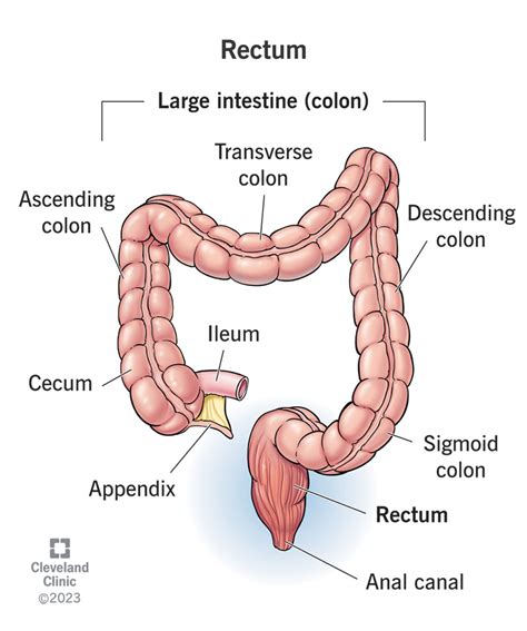 Digestive System Colon