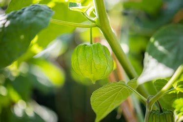 How to Grow Peonies Indoors | Hunker