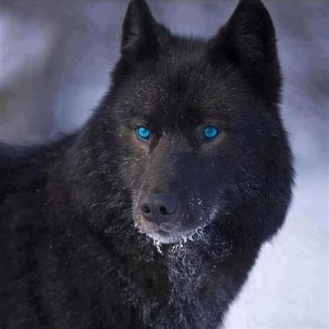 Black Wolf Hybrid With Blue Eyes