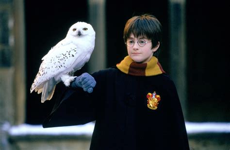 Download Hedwig (Harry Potter) Daniel Radcliffe Harry Potter Movie ...