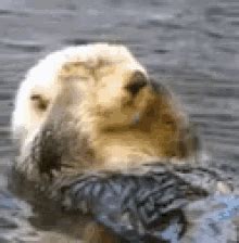 Dancing Sea Otter Gif