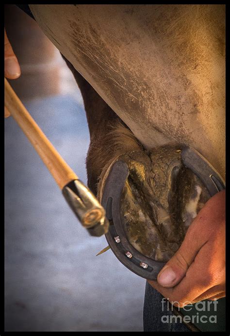 Horseshoeing Farrier Photograph by Larry White - Fine Art America