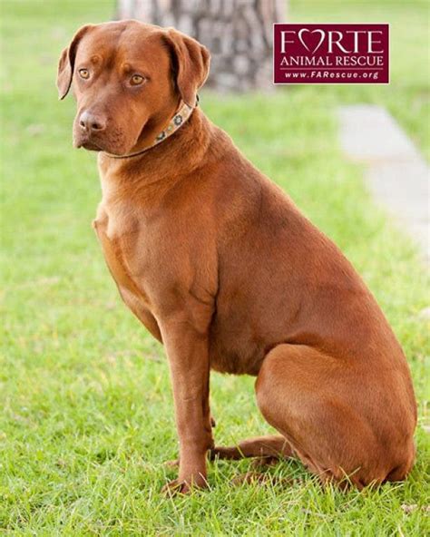 Rescue Pet of the Week: Sepia, the Labrador Retriever, Vizsla Mix | Culver City, CA Patch