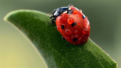 nature, Insect, Ladybugs, Macro Wallpapers HD / Desktop and Mobile ...