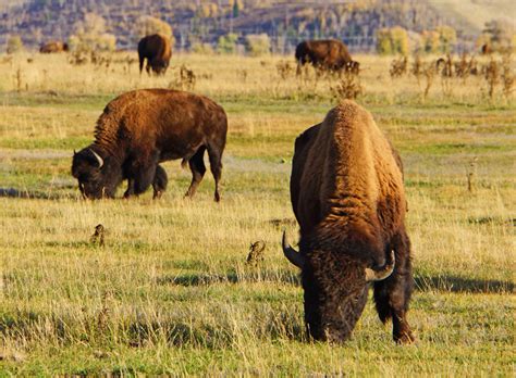 Yellowstone Bison II | Mother Earth Images